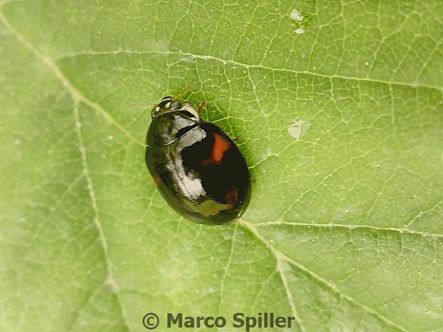 Variante di Harmonia axyridis ?